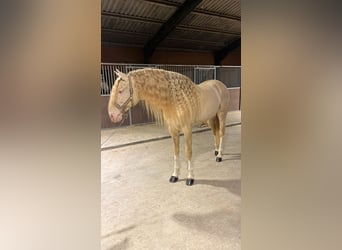 Lusitanien, Étalon, 8 Ans, 172 cm, Cremello