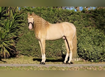 Lusitanien, Étalon, 8 Ans, 172 cm, Cremello