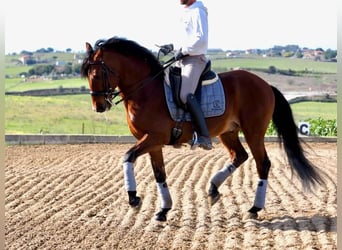 Lusitanien, Étalon, 9 Ans, 159 cm, Bai