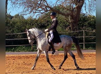 Lusitanien, Étalon, 9 Ans, 161 cm, Gris