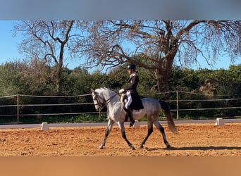 Lusitanien, Étalon, 9 Ans, 161 cm, Gris