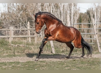 Lusitanien, Étalon, 9 Ans, 163 cm, Bai