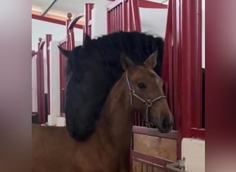 Lusitanien, Étalon, 9 Ans, 168 cm, Noir