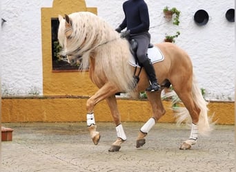 Lusitanien Croisé, Étalon, 9 Ans, 168 cm, Palomino