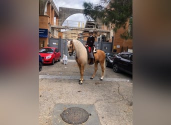 Lusitanien Croisé, Étalon, 9 Ans, 168 cm, Palomino