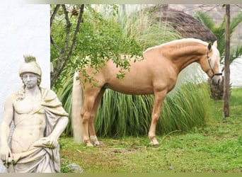 Lusitanien Croisé, Étalon, 9 Ans, 168 cm, Palomino