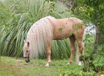 Lusitanien Croisé, Étalon, 9 Ans, 168 cm, Palomino