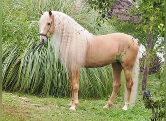 Lusitanien Croisé, Étalon, 9 Ans, 168 cm, Palomino