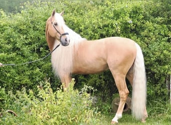 Lusitanien Croisé, Étalon, 9 Ans, 168 cm, Palomino