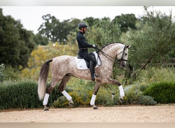 Lusitanien, Étalon, 9 Ans, 170 cm, Aubère