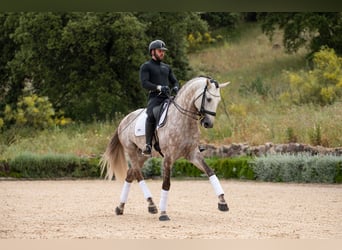 Lusitanien, Étalon, 9 Ans, 170 cm, Aubère