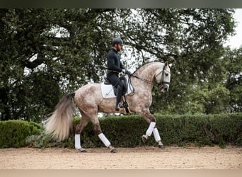 Lusitanien, Étalon, 9 Ans, 170 cm, Aubère