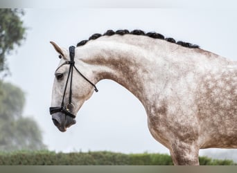 Lusitanien, Étalon, 9 Ans, 170 cm, Aubère