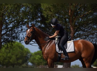 Lusitanien, Étalon, 6 Ans, 173 cm, Bai cerise