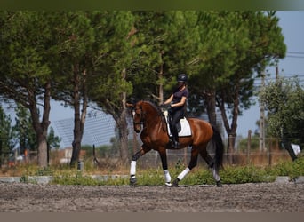 Lusitanien, Étalon, 6 Ans, 173 cm, Bai cerise