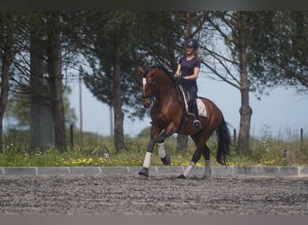 Lusitanien, Étalon, 6 Ans, 173 cm, Bai cerise