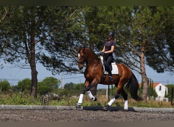 Lusitanien, Étalon, 6 Ans, 173 cm, Bai cerise