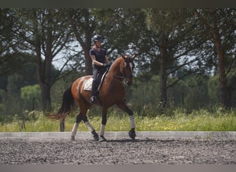 Lusitanien, Étalon, 6 Ans, 173 cm, Bai cerise