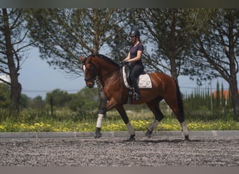 Lusitanien, Étalon, 6 Ans, 173 cm, Bai cerise