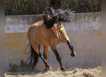 Lusitanien, Étalon, 13 Ans, 167 cm, Buckskin