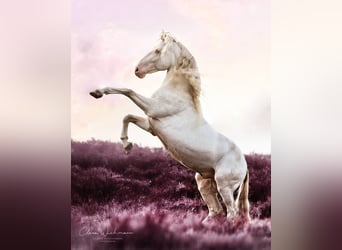 Lusitanien, Étalon, 16 Ans, 154 cm, Cremello