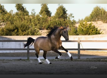 Lusitanien, Étalon, 5 Ans, 161 cm, Isabelle