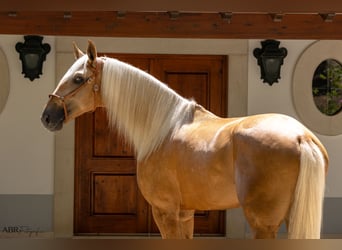 Lusitanien, Étalon, 5 Ans, 172 cm, Palomino