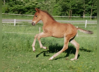 Lusitanien, Étalon, Poulain (05/2026), 160 cm, Alezan brûlé