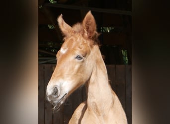 Lusitanien, Étalon, Poulain (05/2026), 160 cm, Alezan brûlé