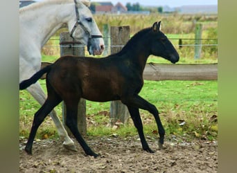 Lusitanien, Étalon, Poulain (06/2025), 160 cm, Gris