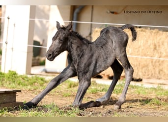 Lusitanien Croisé, Étalon, Poulain (03/2026), 160 cm, Noir