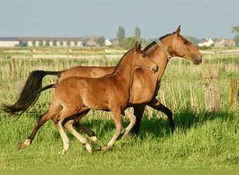 Lusitanien, Étalon, Poulain (02/2024), 163 cm, Bai