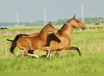 Lusitanien, Étalon, Poulain (02/2024), 163 cm, Bai