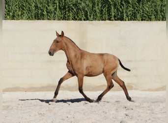 Lusitanien, Étalon, Poulain (03/2024), 163 cm, Buckskin