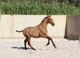 Lusitanien, Étalon, Poulain (03/2024), 163 cm, Buckskin