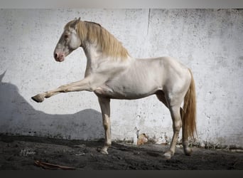 Lusitanien, Étalon, Poulain (04/2024), 163 cm, Cremello