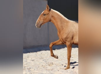 Lusitanien, Étalon, Poulain (01/2024), 163 cm, Palomino