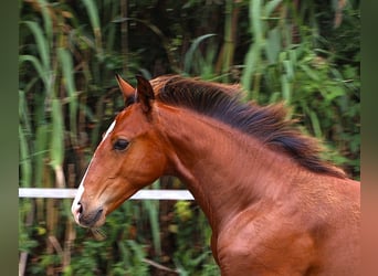 Lusitanien, Étalon, Poulain (03/2026), 164 cm, Bai