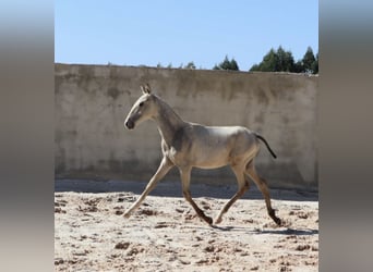 Lusitanien, Étalon, Poulain (04/2025), 164 cm, Buckskin