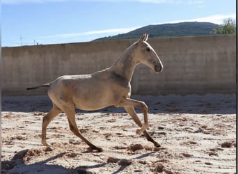 Lusitanien, Étalon, Poulain (04/2025), 164 cm, Buckskin