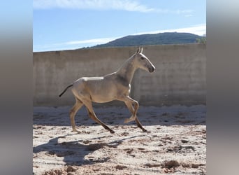 Lusitanien, Étalon, Poulain (04/2025), 164 cm, Buckskin