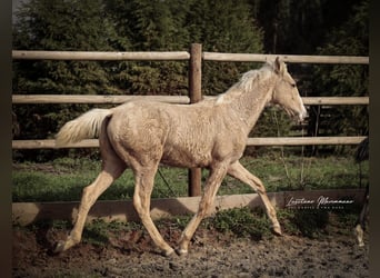 Lusitanien, Étalon, Poulain (03/2025), 164 cm, Palomino