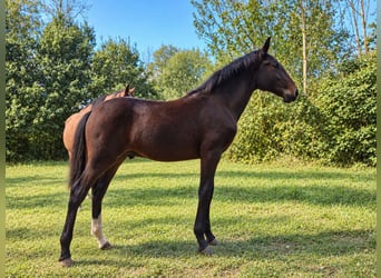 Lusitanien, Étalon, Poulain (05/2026), 165 cm, Bai brun
