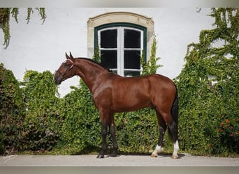Lusitanien, Étalon, Poulain (04/2026), 165 cm, Bai