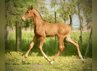 Lusitanien, Étalon, Poulain (04/2026), 165 cm, Bai
