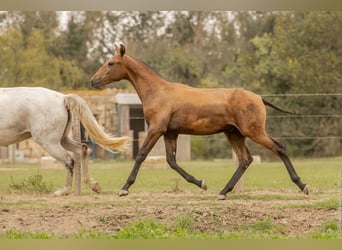 Lusitanien, Étalon, Poulain (02/2024), Bai