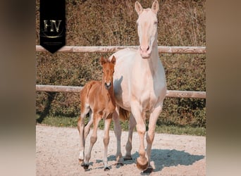 Lusitanien, Étalon, Poulain (01/2026), Buckskin