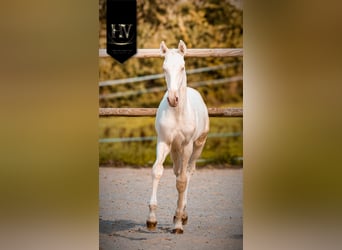 Lusitanien, Étalon, Poulain (05/2025), Cremello