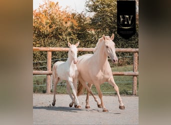 Lusitanien, Étalon, Poulain (05/2025), Cremello