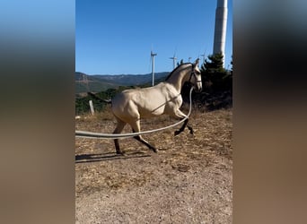 Lusitanien, Étalon, Poulain (04/2026), Isabelle